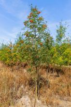 Sorbus aucuparia meerstammig 300-350