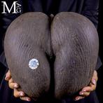 Coco De Mer - Coco de Fesses - De Grootste Zaad ter Wereld -