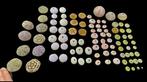 Fabulous real large collection of 93 sea urchins - Diorama -, Verzamelen, Nieuw