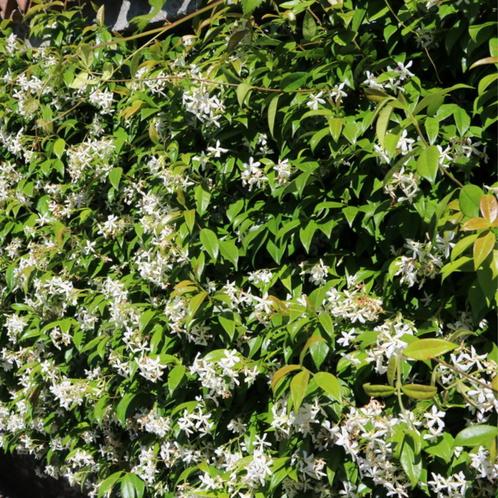 Jasminum officinale - 60-80 cm, Tuin en Terras, Planten | Tuinplanten, Ophalen of Verzenden
