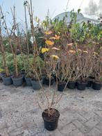 Viburnum opulus Compactum, Ophalen