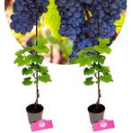 Vitis vinifera Rondo + Pot 9cm 2 stuks, Tuin en Terras, Planten | Fruitbomen, Halfschaduw, Verzenden