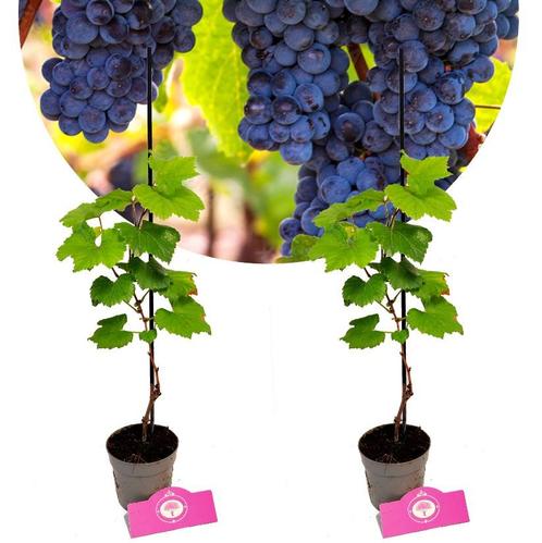 Vitis vinifera Rondo + Pot 9cm 2 stuks, Tuin en Terras, Planten | Fruitbomen, Halfschaduw, Verzenden