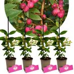 Vaccinium Cor Pink Lemonade + Pot 9cm 4 stuks, Tuin en Terras, Planten | Fruitbomen, Verzenden, Halfschaduw