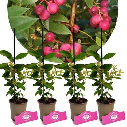 Vaccinium Cor Pink Lemonade + Pot 9cm 4 stuks, Tuin en Terras, Planten | Fruitbomen, Halfschaduw, Verzenden
