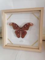 Vlinder Taxidermie wandmontage - Attacus Atlas - 30 cm - 30