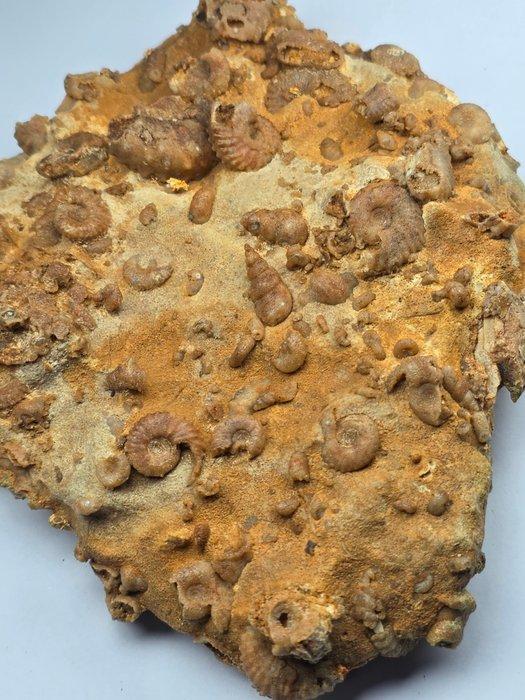 Fossiel - Fossiel fragment - Piece of fossil-bearing rock, Verzamelen, Mineralen en Fossielen