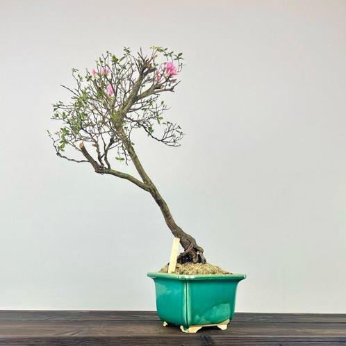 Azalea bonsai (Rhododendron) - Hoogte (boom): 52 cm - Diepte, Antiek en Kunst, Curiosa en Brocante