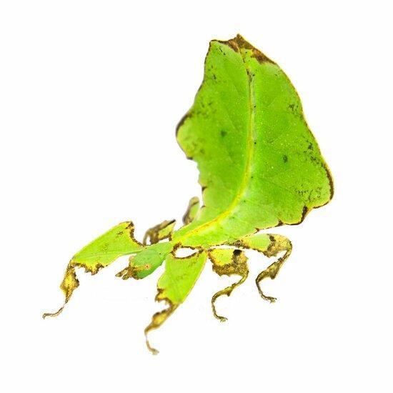 Wandelend blad - phyllium sp., Dieren en Toebehoren, Insecten en Spinnen