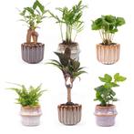 Mini planten set 6 - Inclusief pot set Barcelona, Verzenden