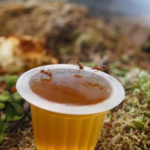 Fruit cup, Dieren en Toebehoren, Insecten en Spinnen