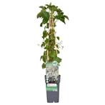Hydrangea petiolaris - Klimhortensia - Ø15cm - 65cm, Verzenden, Nieuw
