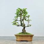 Chinese iep bonsai (Ulmus parviflora) - Hoogte (boom): 22 cm, Antiek en Kunst