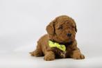 Dwergpoedel pups te koop, Belgisch fokker, Toy poedel, Dieren en Toebehoren, Poedel, België, 8 tot 15 weken, Parvo