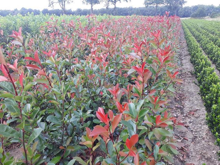 Glansmispel (Photinia Red Robin) 80 tot 200 cm, Tuin en Terras, Planten | Tuinplanten, Ophalen