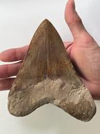 Enorme Megalodon tand van 15 cm - Fossiele tand -, Verzamelen, Mineralen en Fossielen