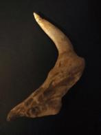 Vis - Fossiele tand - 11 cm - 2 cm (Zonder Minimumprijs), Verzamelen, Mineralen en Fossielen