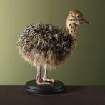 Struisvogel Jong Taxidermie Opgezette Dieren By Max, Ophalen of Verzenden, Nieuw, Vogel, Opgezet dier