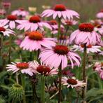 Echinacea purpurea Magnus - Wortelgoed - 5 stuks, Tuin en Terras, Planten | Tuinplanten, Verzenden