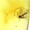 Authentieke Baltische Barnsteen met fossiele insect MOSQUITO, Verzamelen
