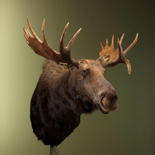 Amerikaanse Eland Taxidermie Opgezette Dieren By Max, Verzamelen, Dierenverzamelingen, Opgezet dier, Nieuw, Wild dier, Ophalen of Verzenden