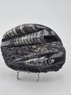 Orthoceras - Gefossiliseerd dier - 9 cm (Zonder