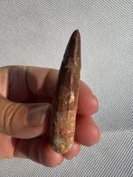 Dinosaurus - Fossiele tand - Spinosaurus aegyptiacus - 5.9, Verzamelen, Mineralen en Fossielen