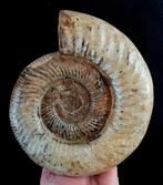 Ammoniet - Gefossiliseerd dier - Dichotomosphinctes