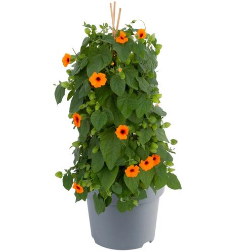 Thunbergia - Oranje / Staand, Tuin en Terras, Planten | Tuinplanten, Ophalen of Verzenden