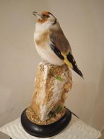 Siberische goudvink Taxidermie volledige montage - Carduelis, Verzamelen, Nieuw