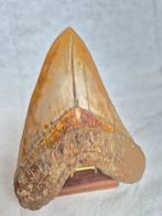 Grote Megalodon-tand! - Fossiele tand - Carcharocles, Verzamelen
