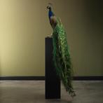 Blauwe Pauw Taxidermie Opgezette Dieren By Max, Verzamelen, Dierenverzamelingen, Ophalen of Verzenden, Nieuw, Vogel, Opgezet dier