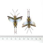 Set van 5 Blauwe Vleugel Sprinkhanen A1