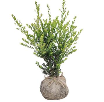 Ilex Crenata Green Hedge / Japanse Hulst 40-60 cm