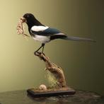 Ekster met Prooi Taxidermie Opgezette Dieren By Max, Verzamelen, Ophalen of Verzenden, Nieuw, Vogel, Opgezet dier