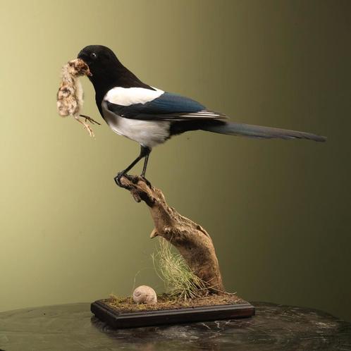 Ekster met Prooi Taxidermie Opgezette Dieren By Max, Verzamelen, Dierenverzamelingen, Opgezet dier, Nieuw, Vogel, Ophalen of Verzenden