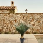 Actie Yucca Rostrata | 100 - 120 cm - Ø40 nu voor 196.95, Tuin en Terras, Verzenden