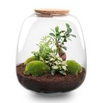 Plant terrarium - Emma - DIY kit -  25 cm - Ø 23 cm - Bonsa, Huis en Inrichting, Kamerplanten, Verzenden