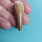 Dinosaurus - Fossiele tand - Spinosaurus aegyptiacus - 60 mm, Verzamelen, Mineralen en Fossielen