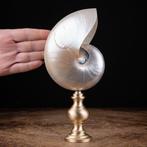 Decoratief parelmoer nautilus Taxidermie volledige montage -, Verzamelen, Mineralen en Fossielen