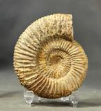 Fijn fossiele ammoniet - Gefossiliseerd dier -, Verzamelen, Mineralen en Fossielen