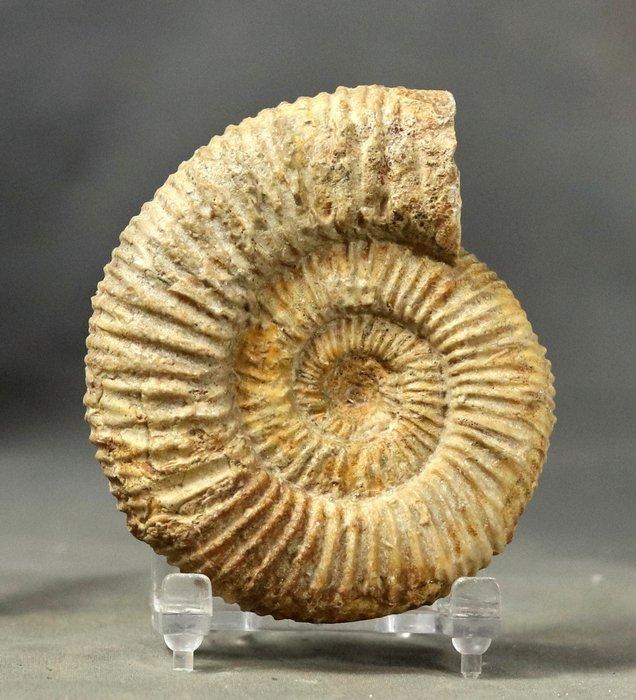 Fijn fossiele ammoniet - Gefossiliseerd dier -, Verzamelen, Mineralen en Fossielen