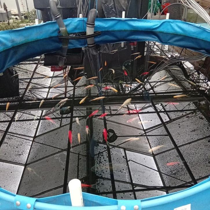 Vijverinstallatie inclusief vissen, O.a. Aquaforte, Tuin en Terras, Vijver-toebehoren