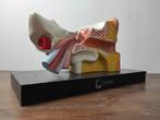 Anatomisch model - Hars, Hout - 1980-1990 - Oor, anatomisch, Antiek en Kunst