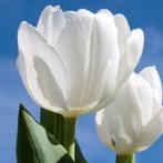 20x Tulpenbollen Catherina – Zuiver Witte Tulp, Verzenden