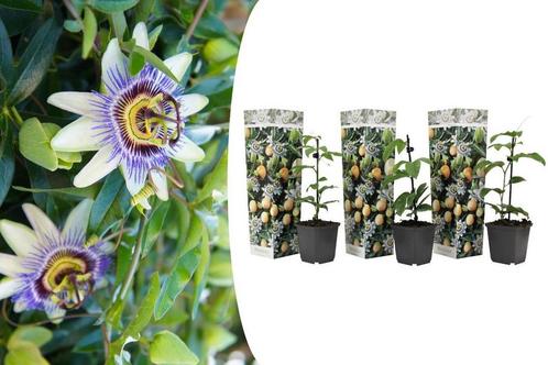 Set van 3 Passievruchtplanten (20 - 30 cm), Tuin en Terras, Planten | Tuinplanten