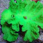 Sinularia Dura Groen (Kroepoek leder) L (Ong. 8-9 cm), Dieren en Toebehoren, Ophalen of Verzenden, Nieuw