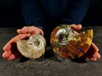 Twee ammonieten - Gefossiliseerde schelp - Aioloceras