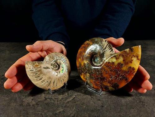 Twee ammonieten - Gefossiliseerde schelp - Aioloceras, Verzamelen, Mineralen en Fossielen