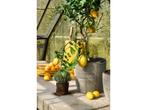 Mica Decorations Durban Bloempot Buiten - Set van 3 - H36 x, Verzenden, Nieuw